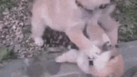 斯诺克赛事3月18日丁俊晖连败五场，赛况概览